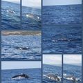 Sortie baleines en bateau 