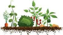 «Παράταση λειτουργίας του Τοπικού Θεματικού Δικτύου Περιβαλλοντικής Εκπαίδευσης : Σχολικοί λαχανόκηποι: καλλιεργώ μέρος της τρ