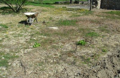 PLANTER LES PATATES......