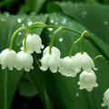 1er MAI > LE MUGUET