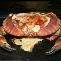 Crabe tourteau (dormeur) à la plancha
