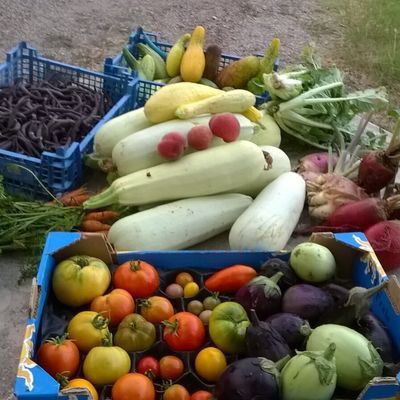 Nouvelle période d'inscription : "Paniers de légumes et fruits, bio/local"