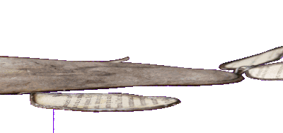 Là bas ... LA BALEINE ... 