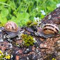Duo d'escargots de sortie sous la pluie