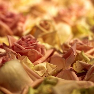 Les journées de la rose de Doué la Fontaine