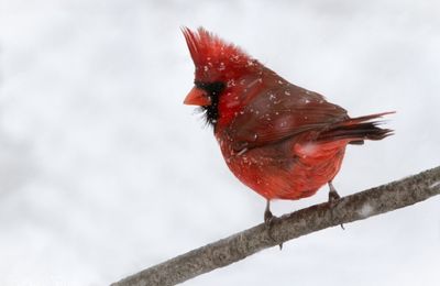 Oiseaux de février