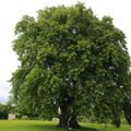 LE TILLEUL DE LUCHEUX OU L'ARBRE AUX EPOUSAILLES. 29/05/2014