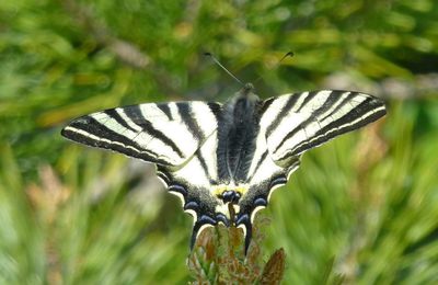 Papillon vole, parfois