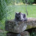 "Chat Minou" va bien !