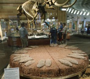 Dinosaur Bones: Titans of the Ruyang @ Cincinnati Museum Center