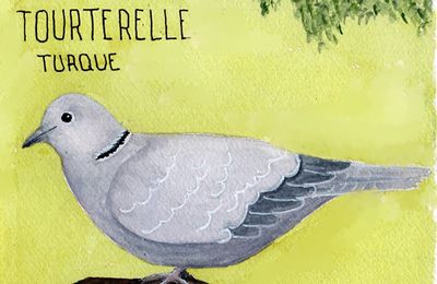 Gris tourterelle