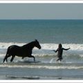 Cheval à la mer