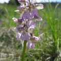 aNaCaMPTiS PiCTa 