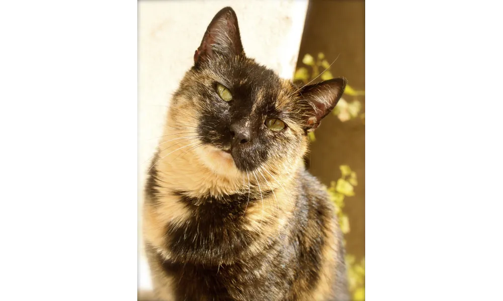 [GRIF' En Fête] À mon chat je promets...