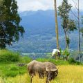 Voyage en Sulawesi - traversée de rizières et visite des villages de Akung et de Pallawa 