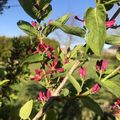 Quelques énigmes "jardin" sont résolues...