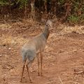 Antilope Dik-Dik - Afrique de l'Est