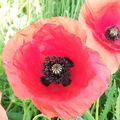 Gentil coquelicot...