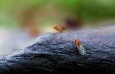 Un monde en peau de banane