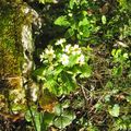 Quelques fleurs - 
