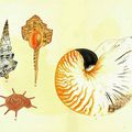 The Illustrations of a Thousand Shells by Yoichirō Hirase