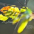 Automne