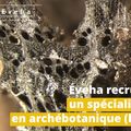 ÉVEHA recrute un Archéologue spécialiste en Archéobotanique (f/h)