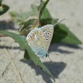 [Normandie] papillons au bord du Couesnon