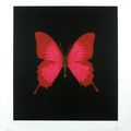 Damien Hirst (né en 1965). Red and pink butterfly, 2008