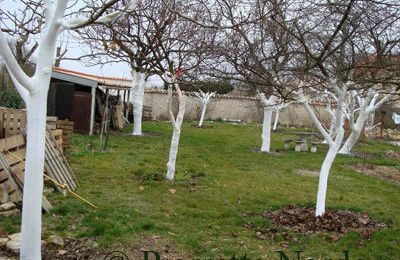 Chaulage des arbres