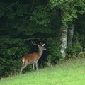 dépouillage de cerf