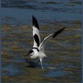 Avocettes dans les marais salants, prés de