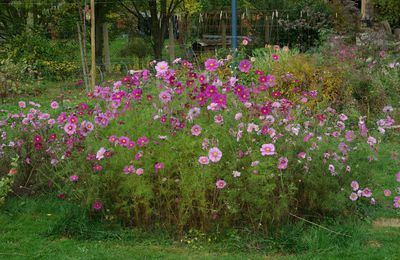 Fin octobre ... et les Cosmos embellissent le jardin.