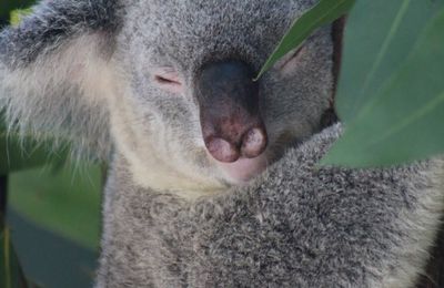 Wildlife Territory Habitat : la faune australienne