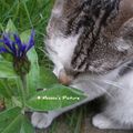 Le chat et la fleur bleue