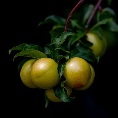 Se ramasser une prune