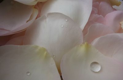 Lait de rose