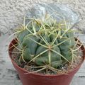 Gymnocalycium oursellianum, Gymno. pungens, Gymno. 