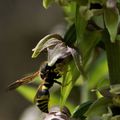 Une guêpe sur un Epipactis distans