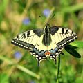 Papilio machaon Machaon, Grand Porte-Queue Adulte