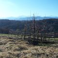 La plantation des arbres