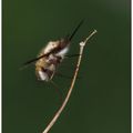 Photos de printemps 23 : Grand Bombyle, Morille, Ophrys Fuci, Petite Nymphe