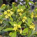 Le rare Daphné Royal Crown à la floraison printanière
