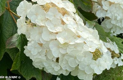 Les feuilles de cet hydrangea rappellent celles du chêne
