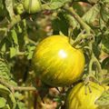 - Découverte au jardin: la tomate green zebra -