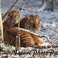 Tigres de Sibérie