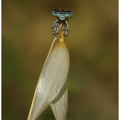 Agrion orangé d'Ardèche