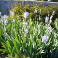 Iris des adorables jardiniers mérois du rompoint de Mer quand on vient de Chambord et donc de Muides