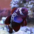 Le Poisson d'Avril de VéroBode, 35e inscrite