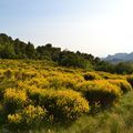 Vacqueyras, deux domaines sous les Dentelles!